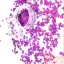Körömdíszítő - Pillangó Magenta
